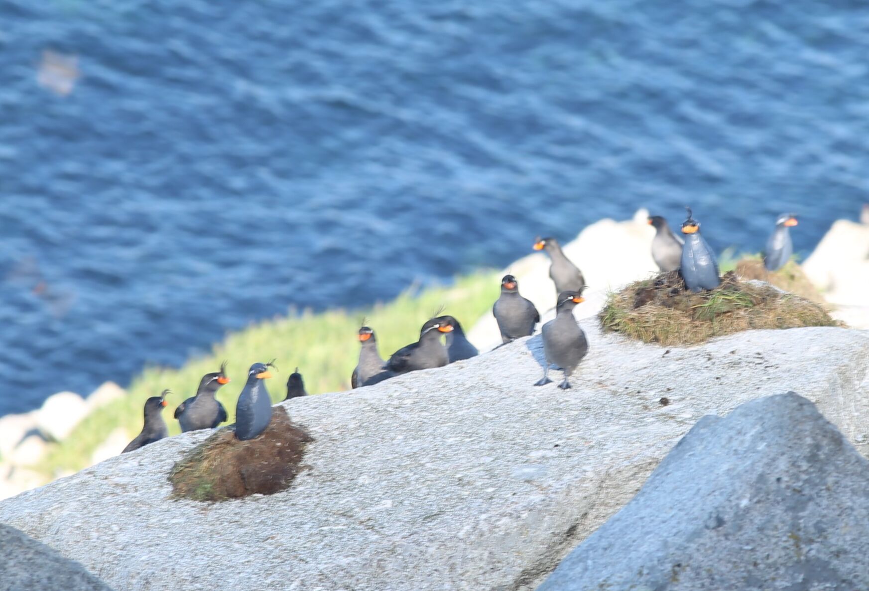 2. Crested auklet decoys.JPG